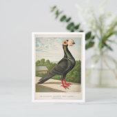 Antiek duif litho die de drager graveert briefkaart (Staand voorkant)