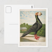 Antiek duif litho die de drager graveert briefkaart (Voorkant / Achterkant)