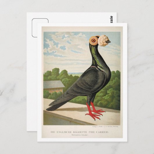 Antiek duif litho die de drager graveert briefkaart (Voorkant / Achterkant)