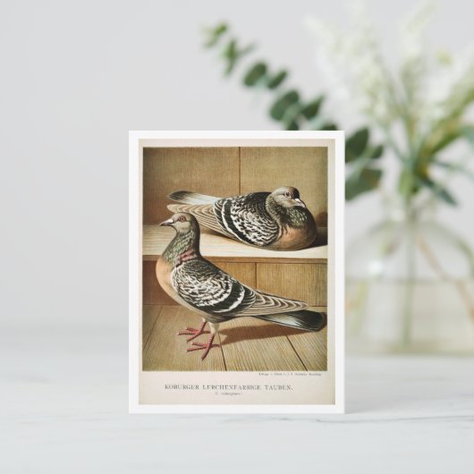 Antiek duif litho graving Coburger Briefkaart (Staand voorkant)