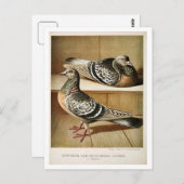 Antiek duif litho graving Coburger Briefkaart (Voorkant / Achterkant)