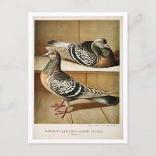 Antiek duif litho graving Coburger Briefkaart