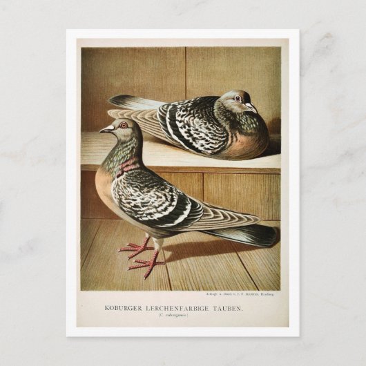 Antiek duif litho graving Coburger Briefkaart (Voorkant)