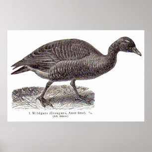antiek Duitse vogelpers Wildgans wild gans Poster