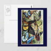 Antiek exotische vlinder-vlinderillustratie briefkaart (Voorkant / Achterkant)