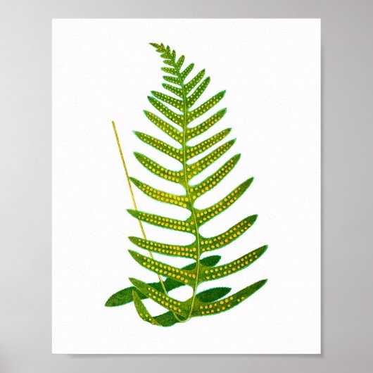 Antiek Fern-afdruk nr. 2 Botaniale Kunst Poster (Voorkant)