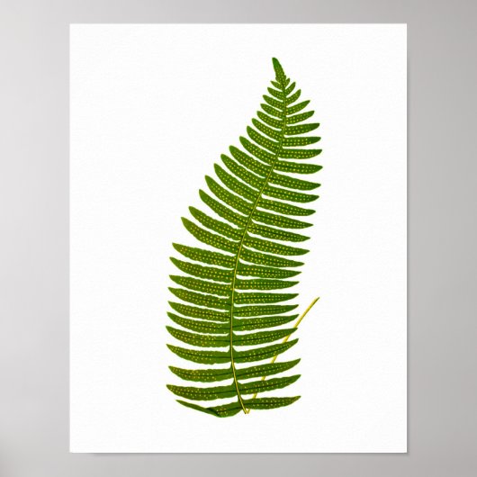 Antiek fern Botanische afdruk nr. 3 Tuindecor Poster (Voorkant)