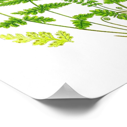 Antiek Fern print #11 Groene Natuur Botanische kun (Hoek)