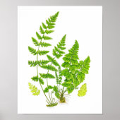 Antiek Fern print #11 Groene Natuur Botanische kun (Voorkant)