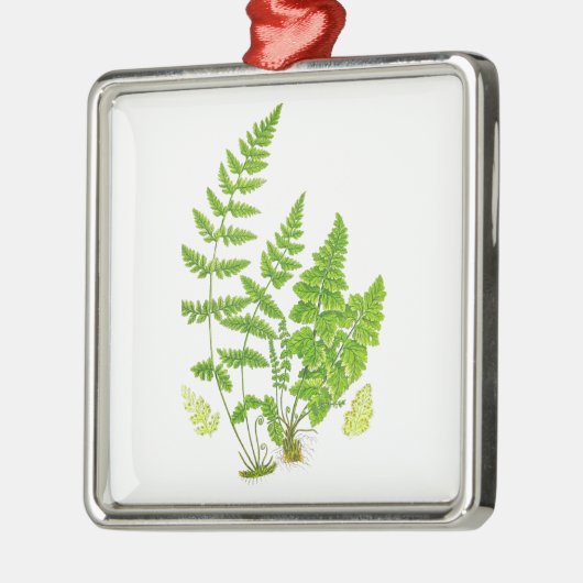 Antiek Fern print #11 Groene Natuur Botanische kun Metalen Ornament (Links)