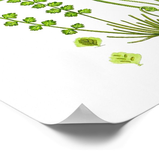 Antiek Fern print #12 Groene Natuur Botanische kun (Hoek)