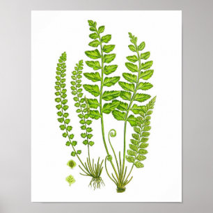 Antiek Fern print #12 Groene Natuur Botanische kun