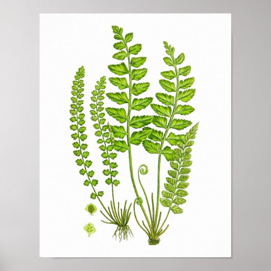Antiek Fern print #12 Groene Natuur Botanische kun (Voorkant)