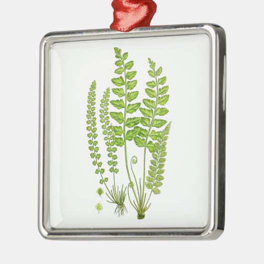 Antiek Fern print #12 Groene Natuur Botanische kun Metalen Ornament (Links)