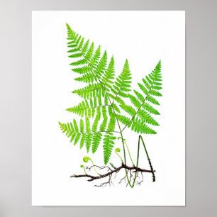Antiek Fern Print No.1 Botanische illustratie