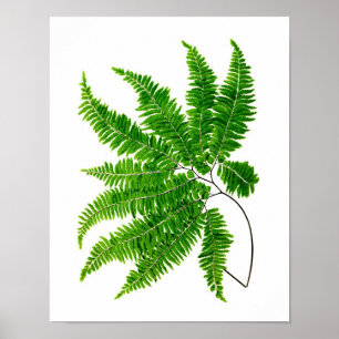 Antiek Fern Print No.5 Green Natuur Botanical Art