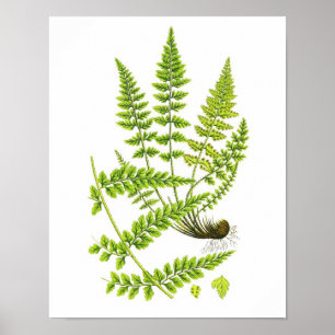Antiek Fern Print No.6 Green Natuur Botanical Art