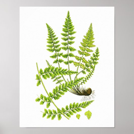 Antiek Fern Print No.6 Green Natuur Botanical Art (Voorkant)