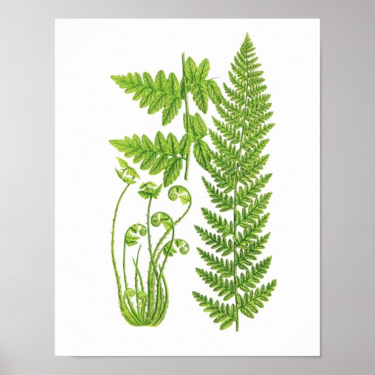 Antiek Fern Print No.7 Green Natuur Botanical Art (Voorkant)