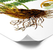 Antiek Fern Print No.8 Green Natuur Botanical Art (Hoek)