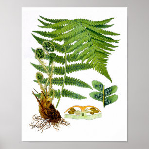 Antiek Fern Print No.8 Green Natuur Botanical Art