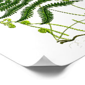Antiek Fern Print No.9 Green Natuur Botanische Kun (Hoek)