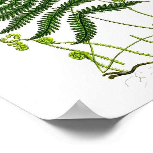 Antiek Fern Print No.9 Green Natuur Botanische Kun (Hoek)