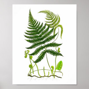 Antiek Fern Print No.9 Green Natuur Botanische Kun