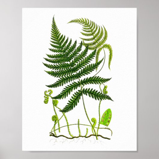 Antiek Fern Print No.9 Green Natuur Botanische Kun (Voorkant)