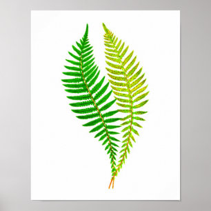 Antiek Fern print nr.4 Groene Natuur Botanische ku
