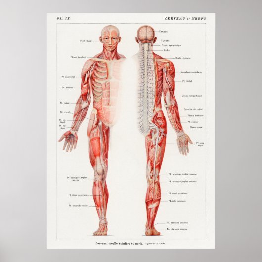  Antiek Frans anatomisch diagram Poster (Voorkant)