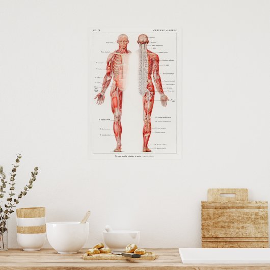Antiek Frans anatomisch diagram Poster (Keuken)