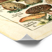 Antiek Franse paddenstoelen afdrukken. Poster (Hoek)