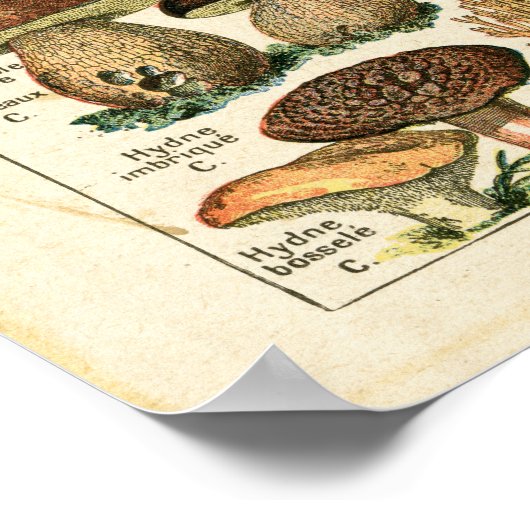 Antiek Franse paddenstoelen afdrukken. Poster (Hoek)