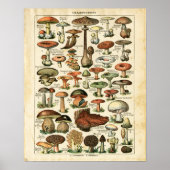 Antiek Franse paddenstoelen afdrukken. Poster (Voorkant)