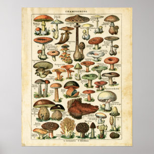 Antiek Franse paddenstoelen afdrukken. Poster