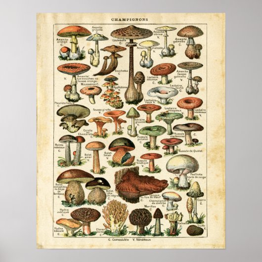 Antiek Franse paddenstoelen afdrukken. Poster (Voorkant)