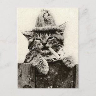 Antiek Funny Nostalgia Cat/kitten Briefkaart