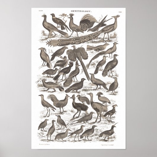 Antiek gedrukte orthinologische soorten poster (Voorkant)