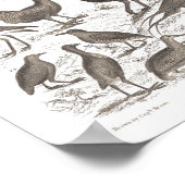 Antiek gedrukte orthinologische soorten poster (Hoek)