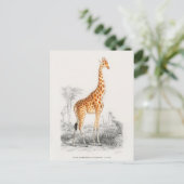 Antiek Giraffe Natuurhistorische Print Orbigny Briefkaart (Staand voorkant)