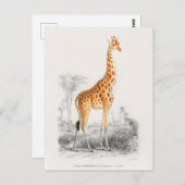 Antiek Giraffe Natuurhistorische Print Orbigny Briefkaart (Voorkant / Achterkant)