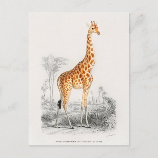 Antiek Giraffe Natuurhistorische Print Orbigny Briefkaart (Voorkant)