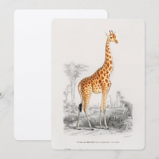 Antiek Giraffe Natuurhistorische Print Orbigny Kaart (Voorkant / Achterkant)