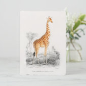 Antiek Giraffe Natuurhistorische Print Orbigny Kaart (Staand voorkant)