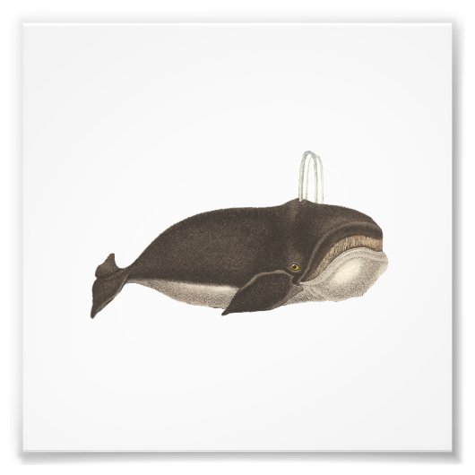 Antiek gravering van een walvis foto afdruk (Voorkant)