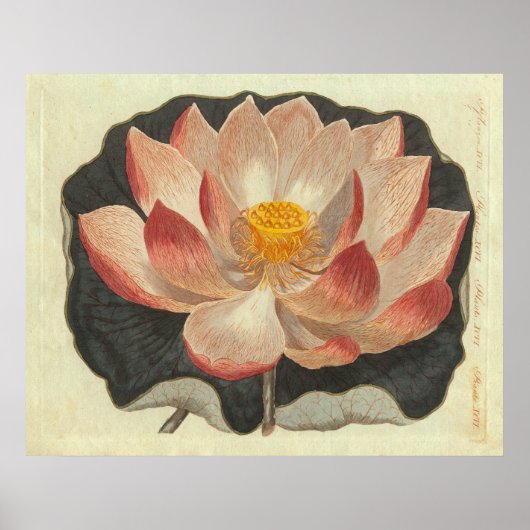 Antiek graving van de waterLily, Lotus Blossom Poster (Voorkant)