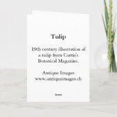 Antiek gravure van een rode tulp Wenskaart Kaart (Achterkant)