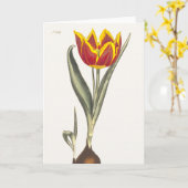 Antiek gravure van een rode tulp Wenskaart Kaart (Gele Bloem)