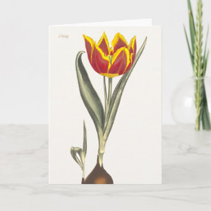 Antiek gravure van een rode tulp Wenskaart Kaart